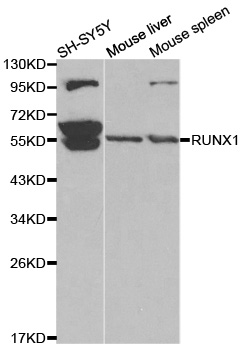 AML1/RUNX1 Antibody