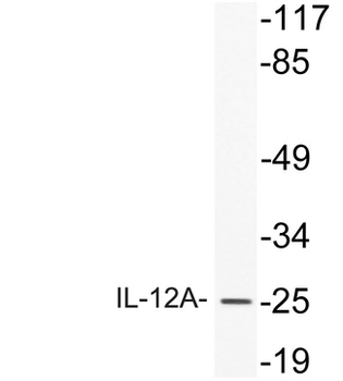 IL12A/p35 Antibody