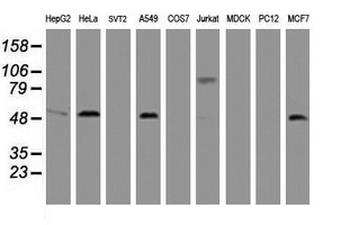 CD4 Antibody