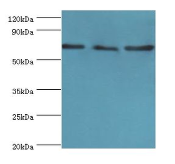 ATAD3A Antibody