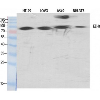 EZH1/ENX-2 Antibody