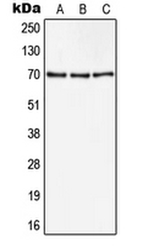 CD105 Antibody