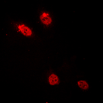 MYB/c-Myb Antibody