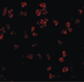 TLR5 Antibody