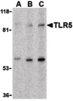 TLR5 Antibody