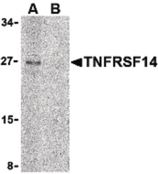 TNFRSF14/CD270/HVEM Antibody