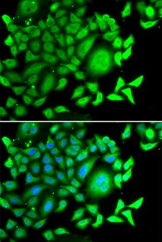 CD47 Antibody