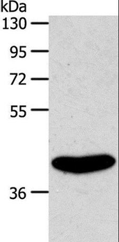 S1PR4/SIP4/EDG6 Antibody