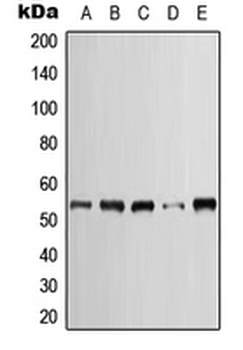 KRT7/CK7/Cytokeratin 7 Antibody