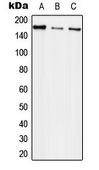 EGFR Antibody
