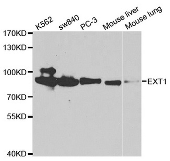 EXT1 Antibody