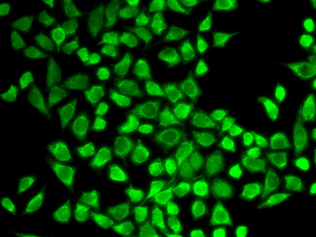 IL7R/CD127 Antibody