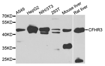CFHR3/CFHL3 Antibody