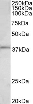FOS/c-FOS Antibody