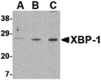 XBP1 Antibody