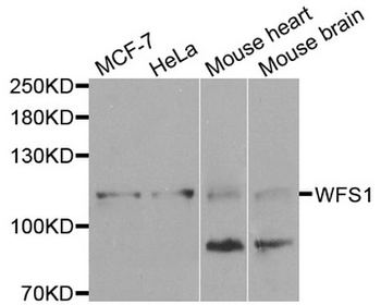 WFS1 Antibody