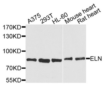 ELN/Elastin Antibody