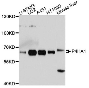 P4HA1 Antibody