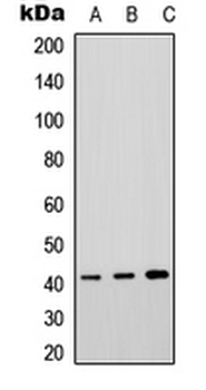 P2RY4/P2Y4 Antibody