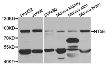 NT5E/eNT/CD73 Antibody