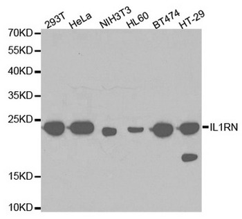 IL1RN Antibody
