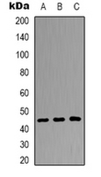 DUSP4/MKP2 Antibody