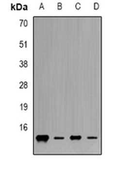 FXN/Frataxin Antibody