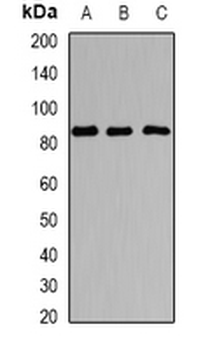 SOX5 Antibody