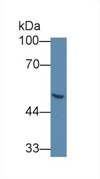 GLA/Alpha Galactosidase Antibody