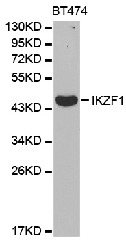 IKZF1/IKAROS Antibody