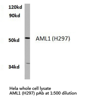 AML1/RUNX1 Antibody