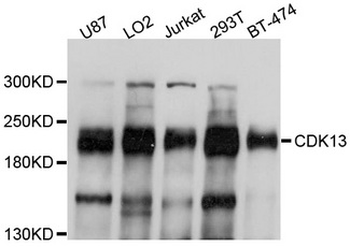 CDK13/CDC2L5 Antibody
