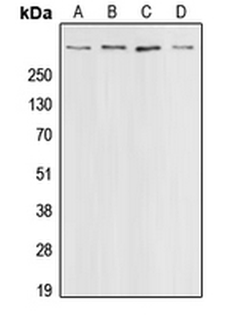 CREBBP/CREB Binding Protein Antibody