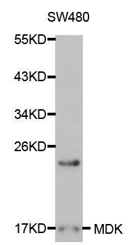 MDK/Midkine Antibody