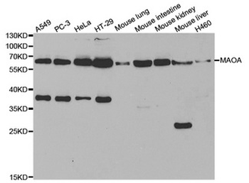 MAOA/Monoamine Oxidase Antibody