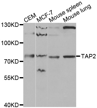 TAP2 Antibody