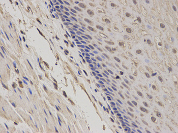 GADD45A/GADD45 Antibody