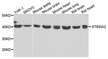 ST8SIA2/STX Antibody