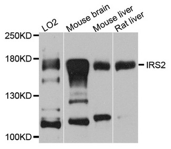 IRS2/IRS-2 Antibody