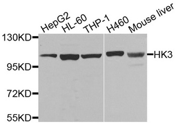 HK3/Hexokinase 3 Antibody