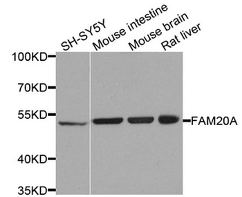 FAM20A Antibody