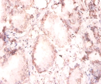 FGF2/Basic FGF Antibody