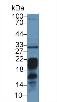 PD-L2/PDCD1LG2/CD273 Antibody