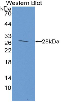 ANO1/DOG1/TMEM16A Antibody