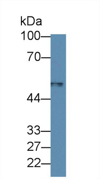 MARCO Antibody