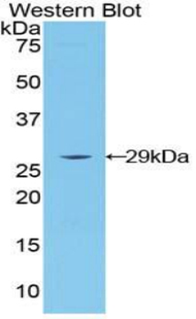 LAG3 Antibody