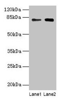 MASP1/MASP Antibody