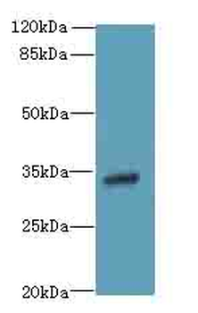 VSIR/GI24/VISTA Antibody