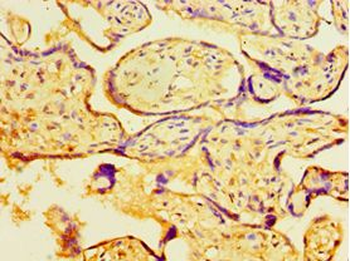 MYDGF/SF20 Antibody