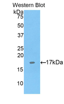 SIGLEC1/CD169/Sialoadhesin Antibody
